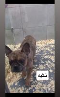 إعلان عن نثاي  فرنش بولدوق
