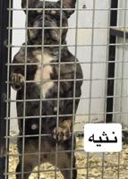 إعلان عن French Bulldog